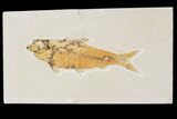 Bargain, Fossil Fish (Knightia) - Wyoming #89159-1